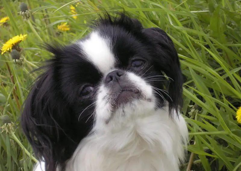 A Japanese Chin sitting in the field of grass