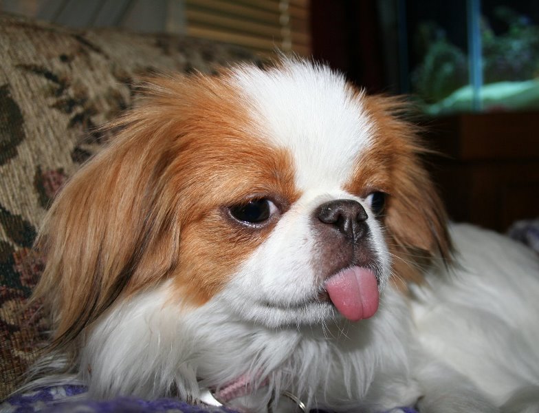 A Japanese Chin lying on the couch with its tongue sticking out