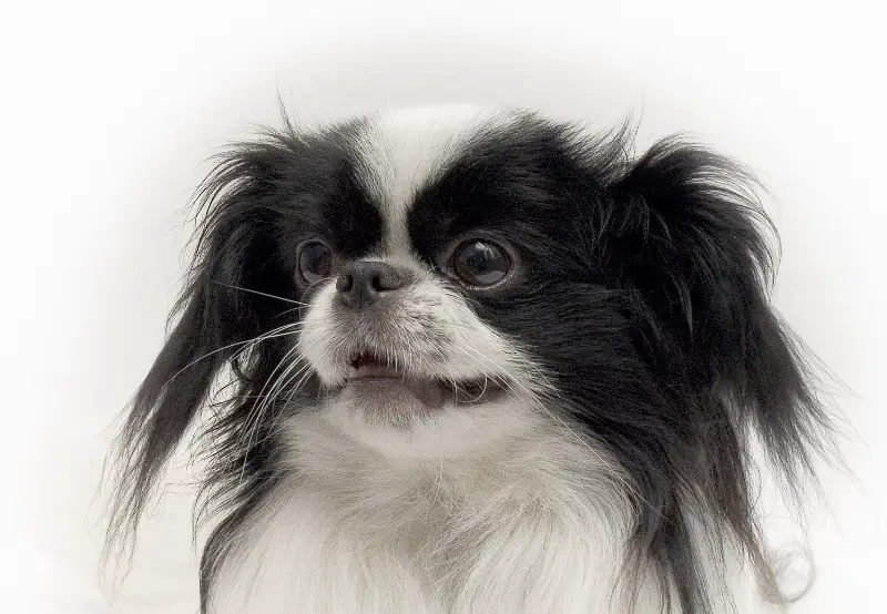 A Japanese Chin smiling with its amused face