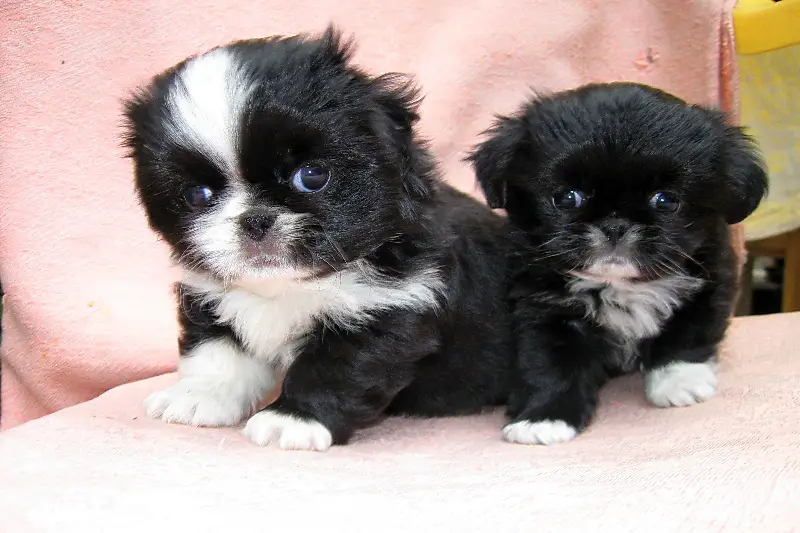 two Japanese Chin puppies on the chair