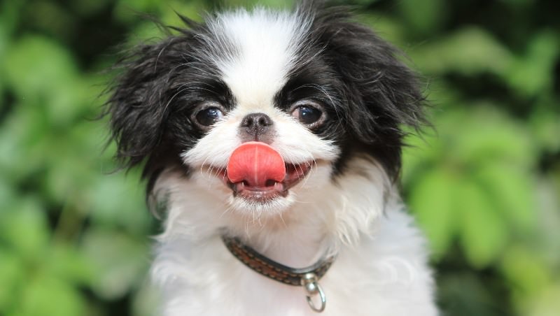 A Japanese Chin in the garden smiling with its tongue out