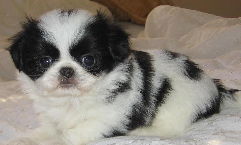 A Japanese Chin puppy lying on the bed