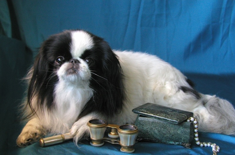 A Japanese Chin lying behind the historical stuffs