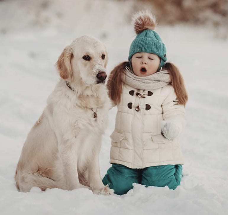 Golden Retriever sitting on the snow next to a young girl
