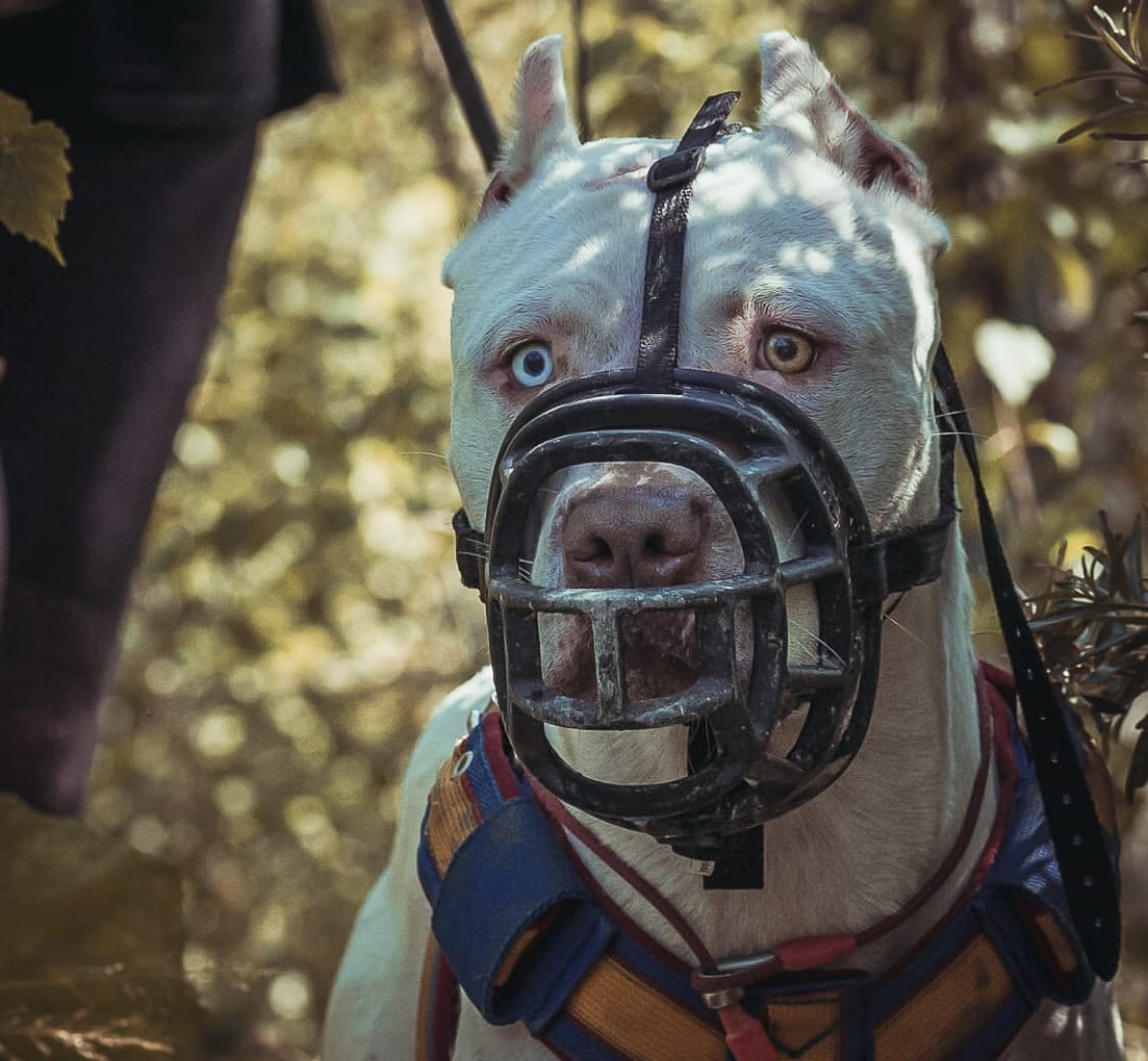 A Pit Bull wearing a muzzle while in the forest