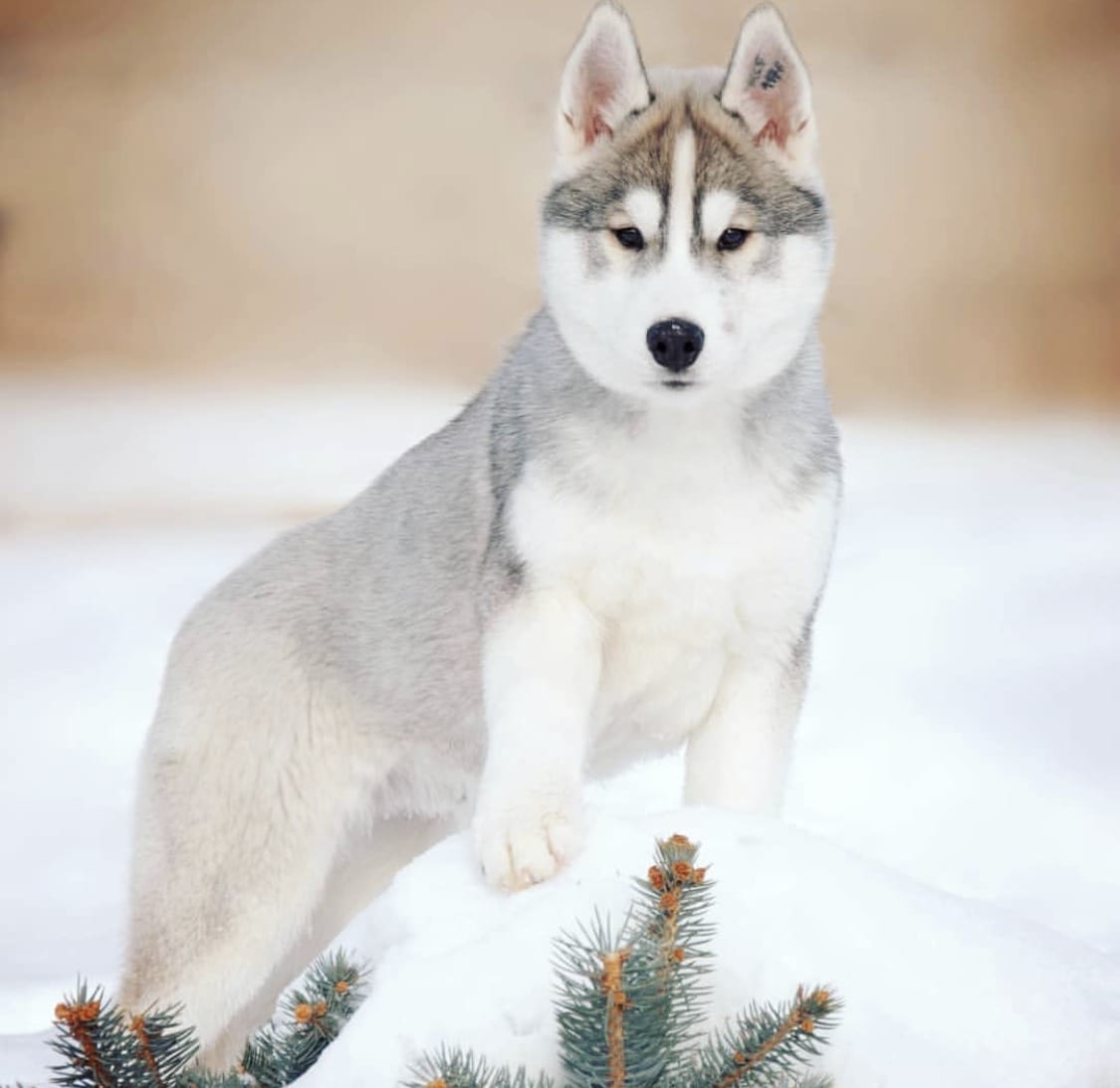 A Husky puppy standing up on top of the small pile of snow