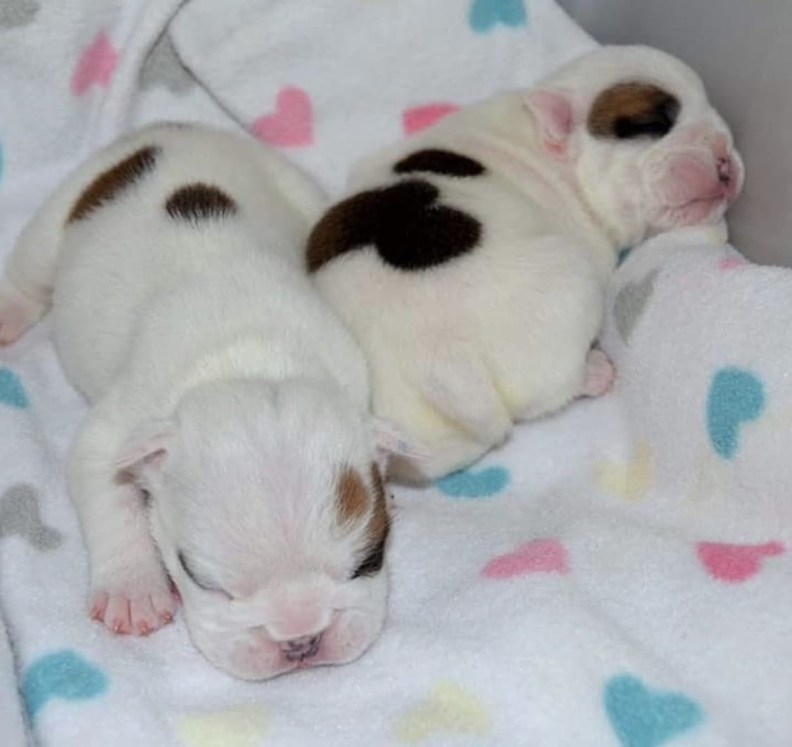two English Bulldog puppies sleepy sound in their bed