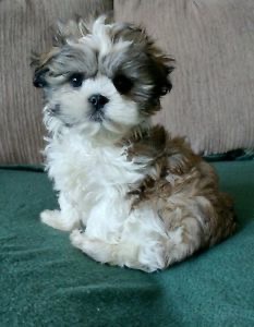 A Havanese puppy sitting on the bed