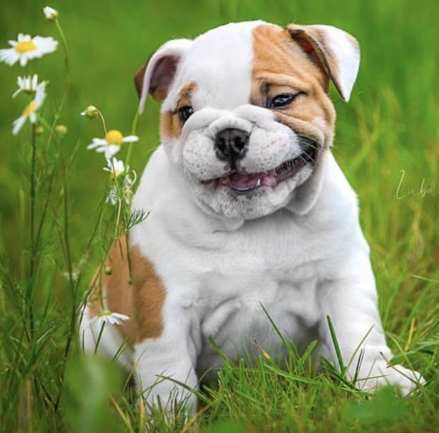 English Bulldog Puppy sitting on the green grass while looking at the flowers