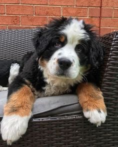 A Bernese Mountain puppy lying on the couch with its tired face