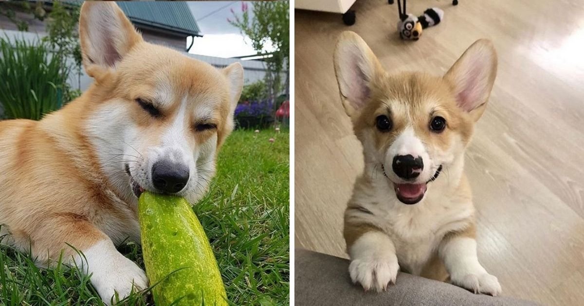 14 Funny Pictures That Will Show You Advantages of Being Owners The Paws