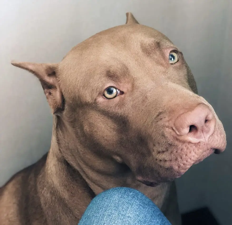 A brown Pit Bull sitting on the floor in front of the person and showing its sad face