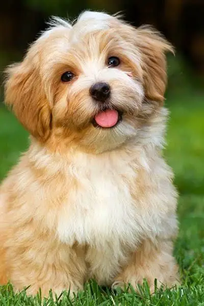 A Havanese sitting on the grass with its tongue sticking out