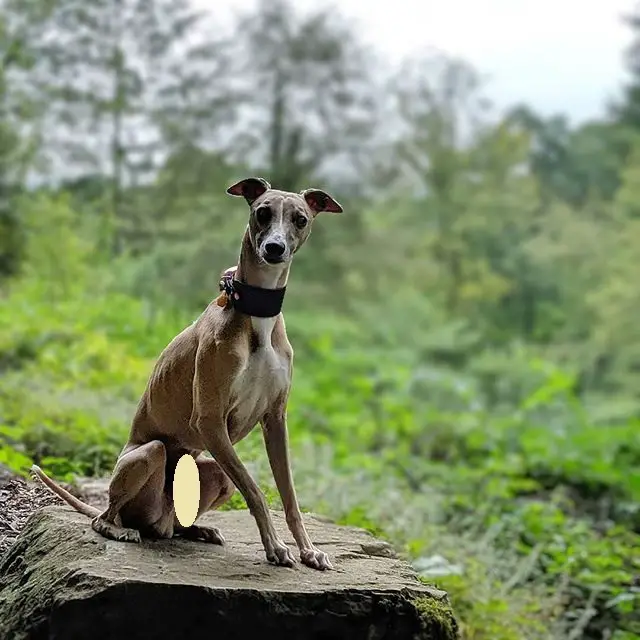 A Greyhound sitting in the forest