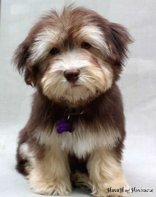 A Havanese sitting with its sad face