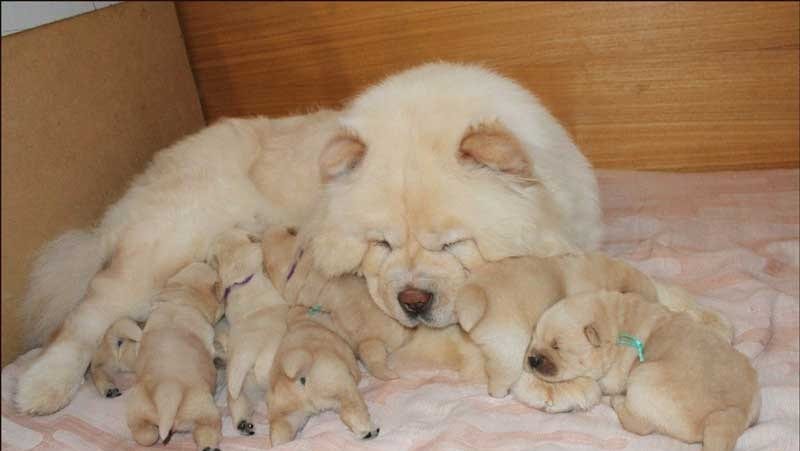 Chow Chow mother with its puppies sleeping together in their bed