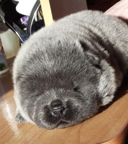 black Chow Chow puppy sleeping soundly on the floor