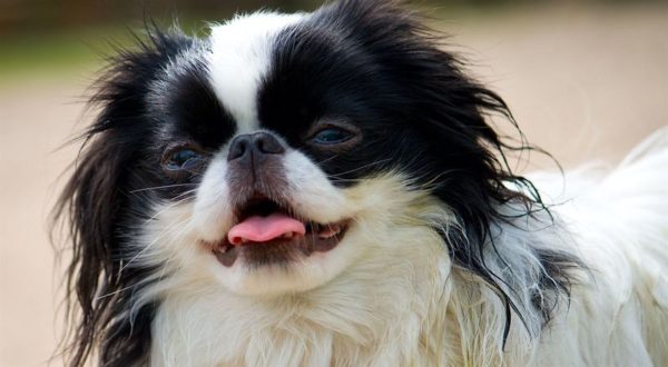 A happy Japanese Chin under the sun