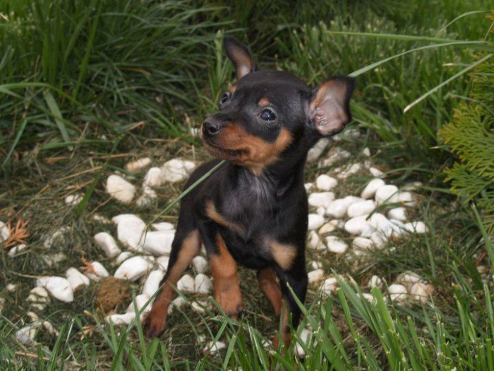 A Miniature Pinscher standing on the grass in the garden