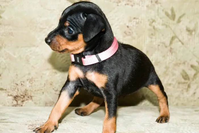 A Miniature Pinscher puppy standing on the bed