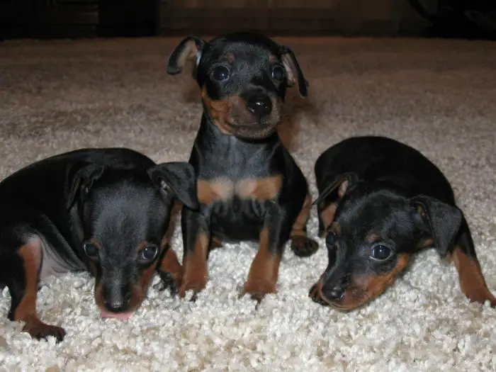 three Miniature Pinscher puppies on the carpet