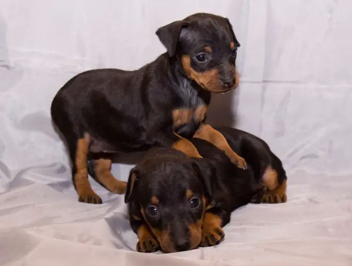 two Miniature Pinscher puppies on the bed