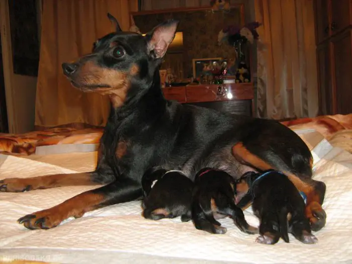 three Miniature Pinscher puppies feeding from their mother on the bed