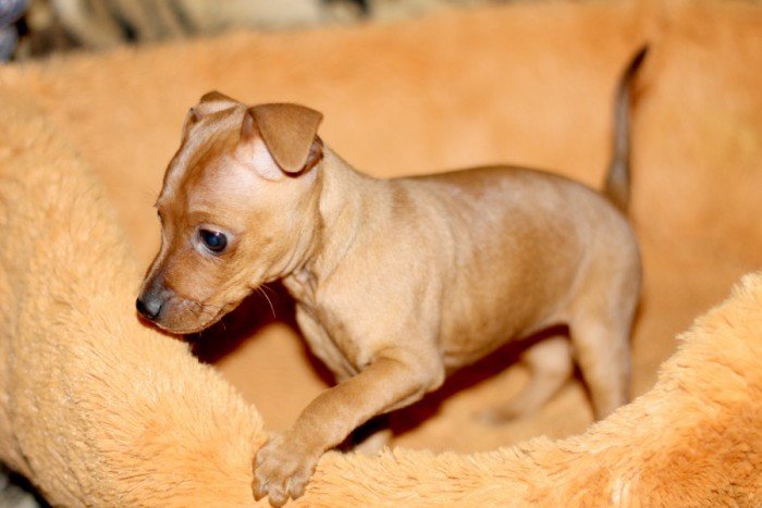A Miniature Pinscher on its bed