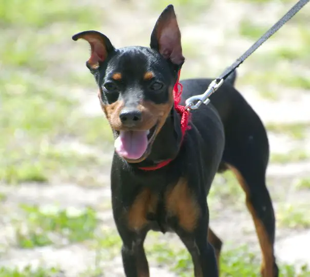 A Miniature Pinscher standing on the grass at the park while under the sun