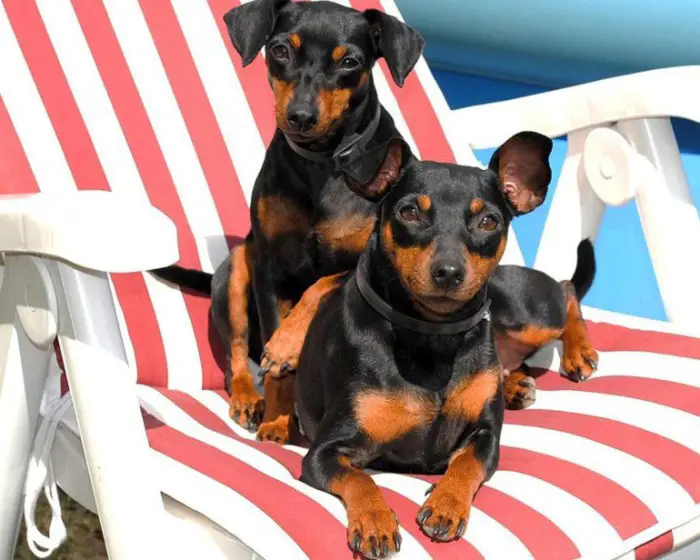 two Miniature Pinschers lying on thee chair at the pool under the sun