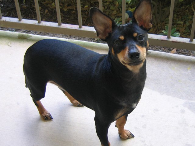 A Miniature Pinscher standing in the balcony
