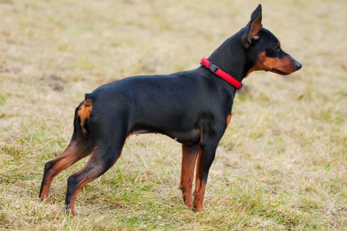 A Miniature Pinscher standing in the field of grass