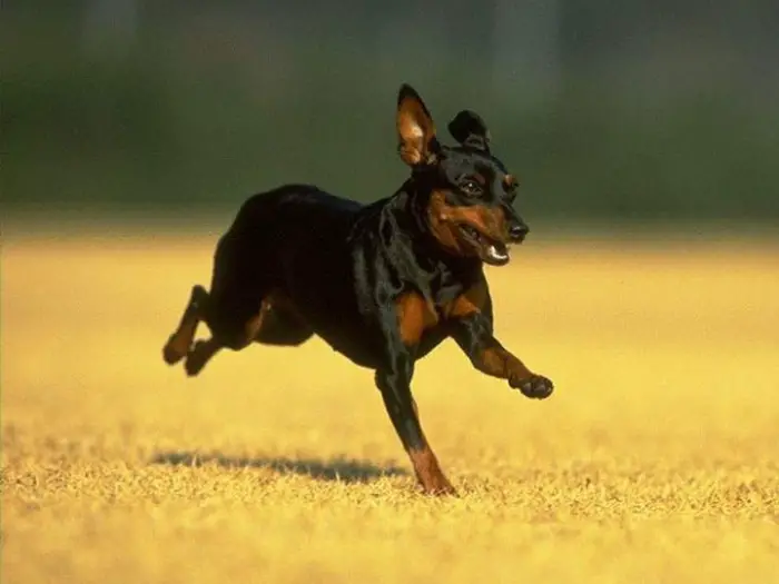 A Miniature Pinscher running in the field under the sun