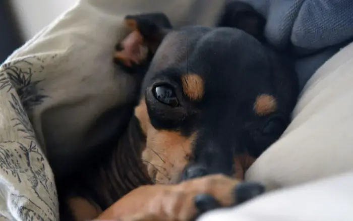 A Miniature Pinscher snuggled under the blanket while lying on the bed