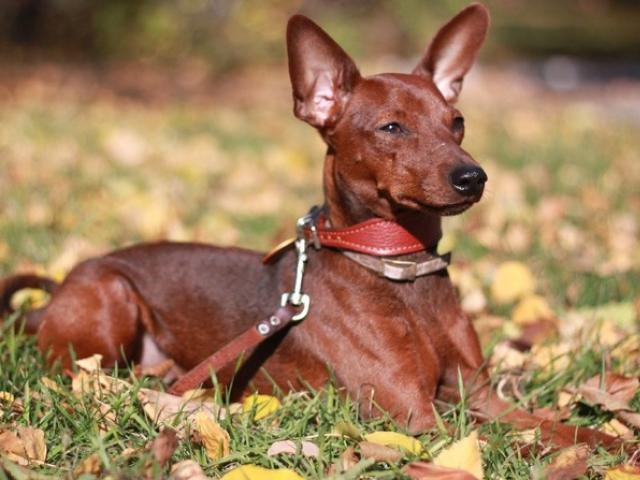 A Miniature Pinscher lying on the grass under the sun