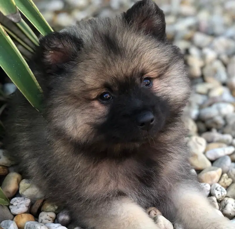 A Keeshond puppy lying on the pebbles