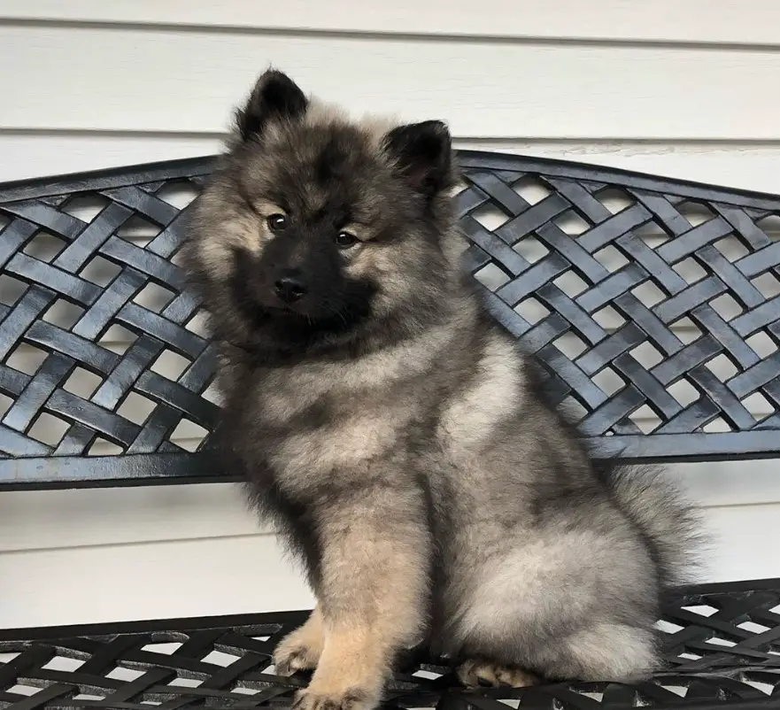 A Keeshond puppy sitting on the bench