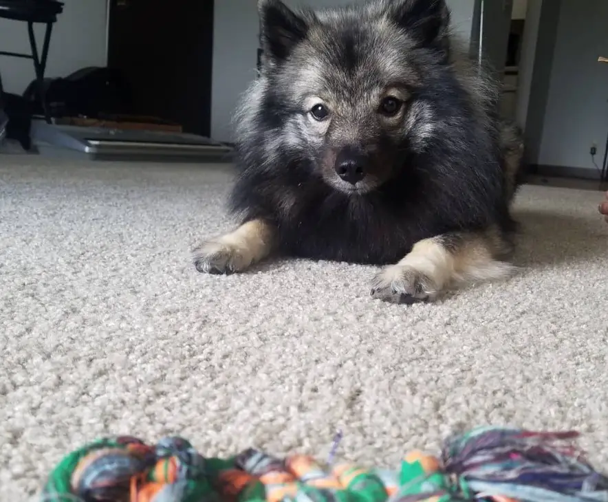 A Keeshond lying on the floor behind its tug toy