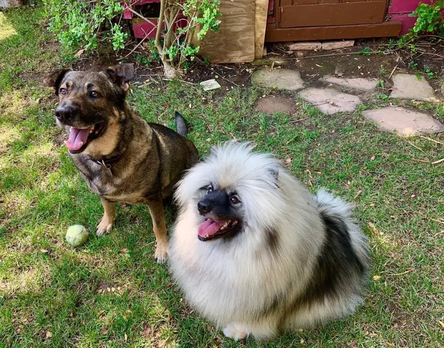 A Keeshond sitting on the grass next to another dog in the yard