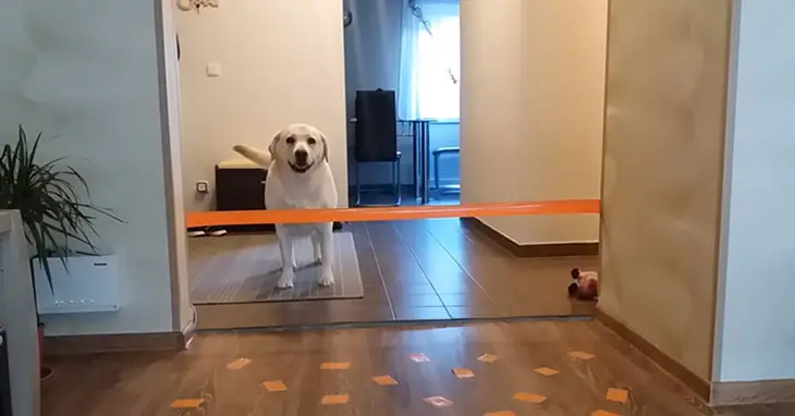 A white Labrador standing behind the orange duck tape across the ends of the wall