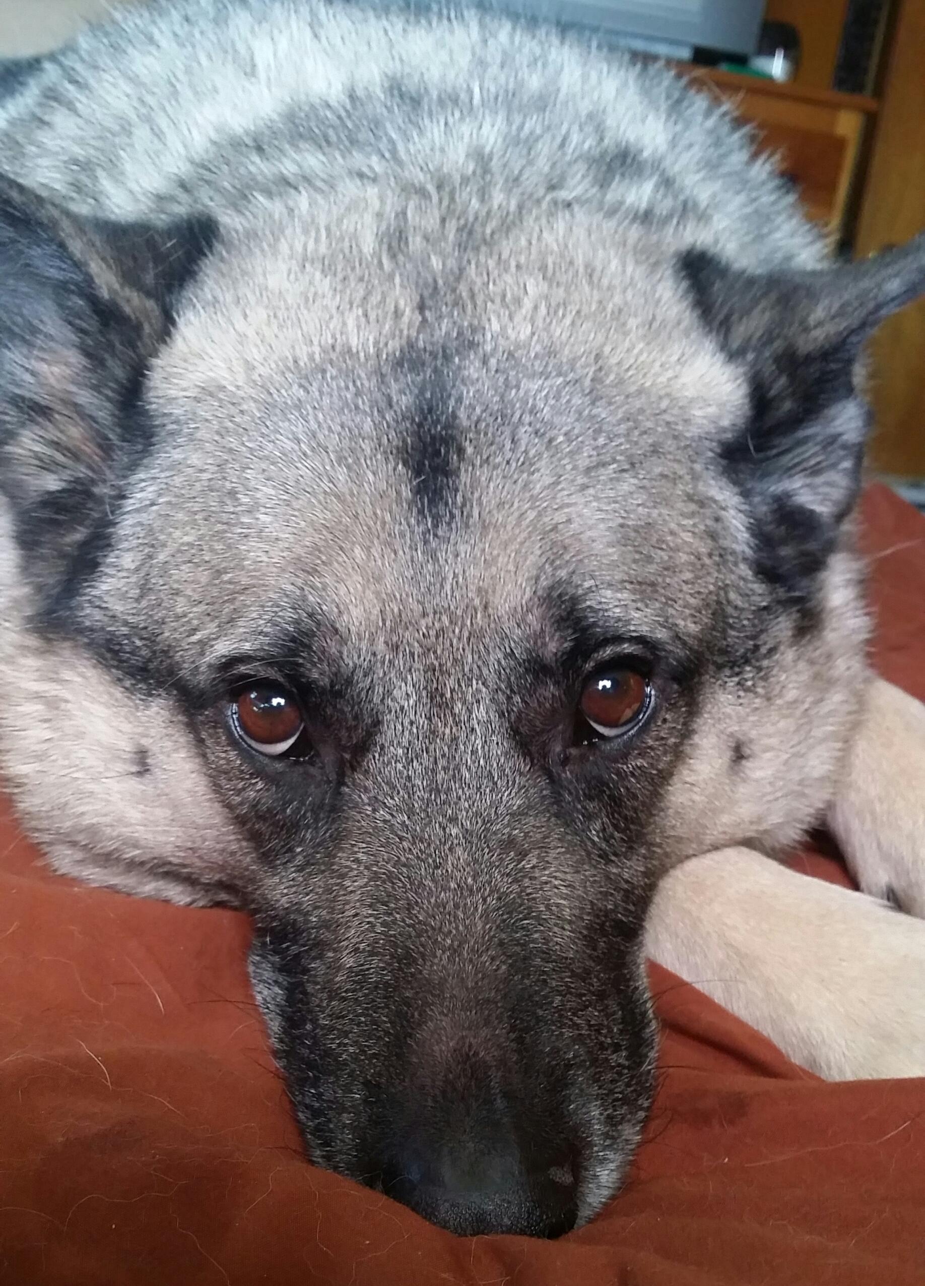 A Norwegian Elkhound lying on the couch with its sad face