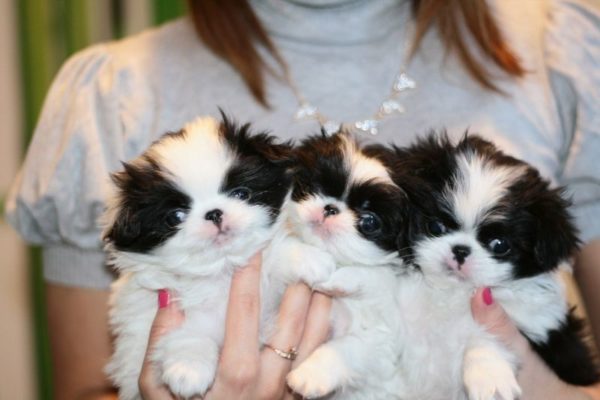 a woman holding three Japanese Chin puppies