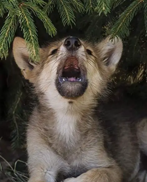 Wolf Puppy howling while lying below a pine tree