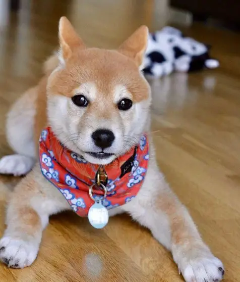 Shiba Inu puppy wearing a red scarf while lying down on the floor
