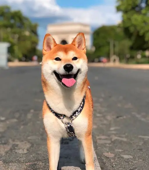 A Shiba Inu standing on the pavement road while smiling with its tongue out under the sun