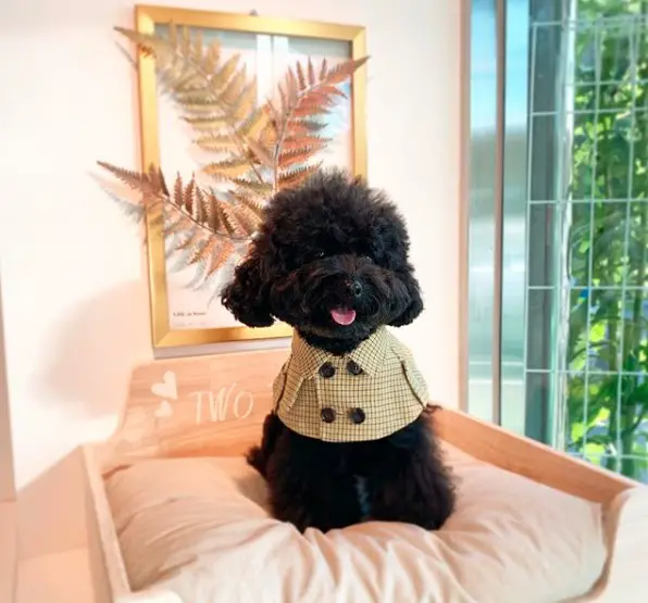 A cute black Poodle wearing checkered top wile sitting on its bed