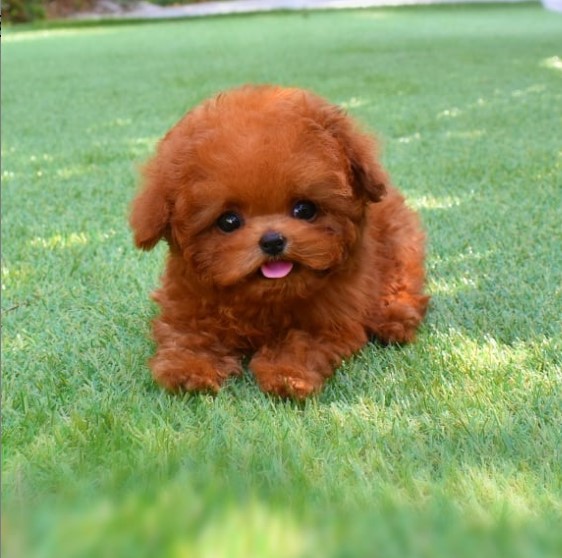 red Poodle Puppy lying on the green grass