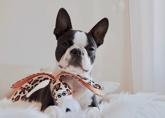 A Boston Terrier lying on the couch with its giraffe stuffed toy