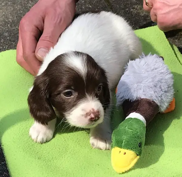 Springer Spaniel puppy lying on top of a green blanket next to a duck stuffed toy