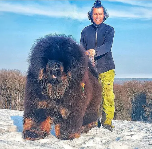 a massive Tibetan Mastiff on the mountain in winder with its owner behind him